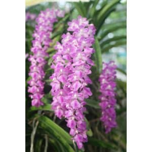 Orchid Species Aerides multiflora