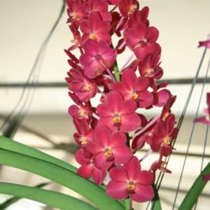 Ascda หลักสี่