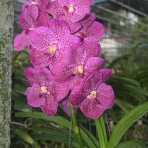 V Pure's Wax Pink