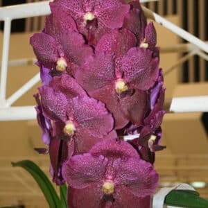 V Robert Delight Red
