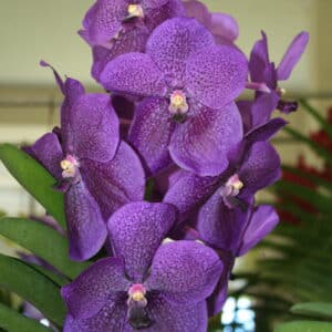 V Robert's Delight Blue