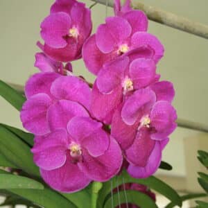 V Robert's Delight Pink