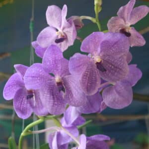 V Rotchaidiana