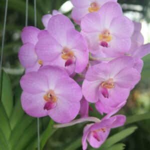 Vanda John De Biat x Tubtim Velvet