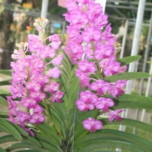 Vasco Pine River Pink