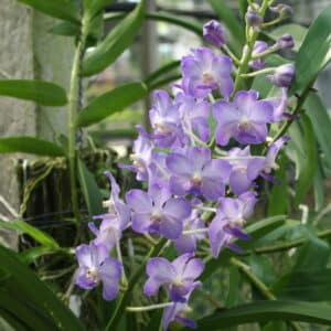 Vasco.Vinita Blue