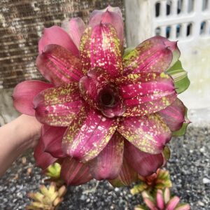 Neo.Marmorata hybrid