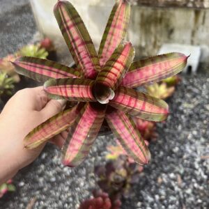 Neo.Bold zebra