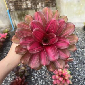Neo.Pyramit Beauty orange