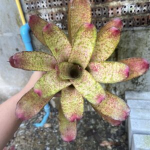 Neo.Ice white river