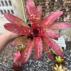 Neo.Gespacho