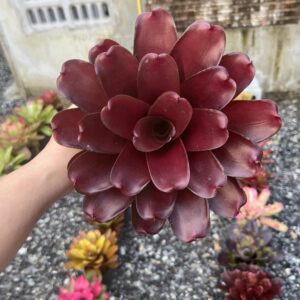 Neo Fireball Hybrid