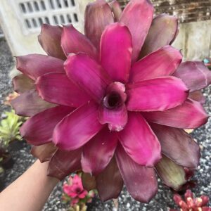 Neo.Purple star