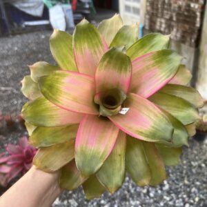 Neo.Cherry blossom