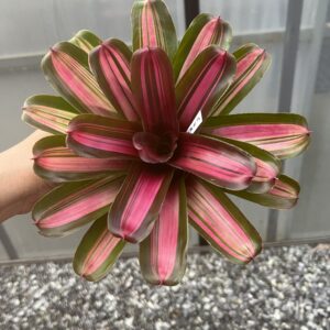 Neo.Car red var x fireball