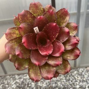 Neo._walking tall hybrid_