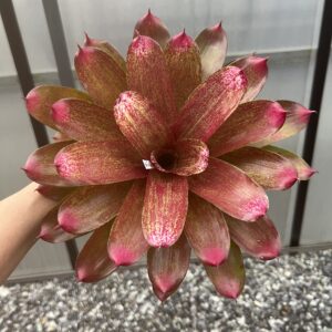 Neo.Sun gold hybrid