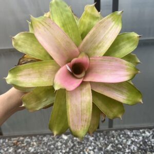 Neo. Haole girl
