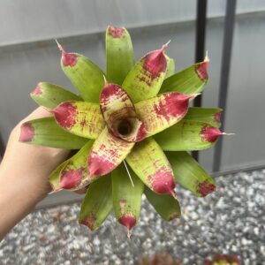 Neo. Best of show