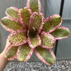 Neo Red Mist