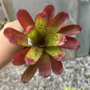 Neo. Apple seed