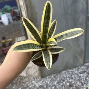 Ae.Skotak wild ace