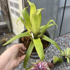 Aech triangularis