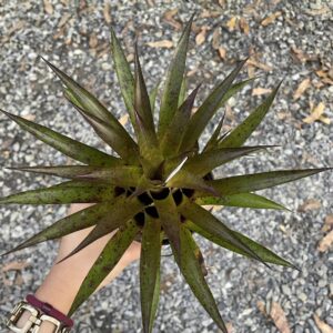 Vrisea Lubbersii x gigantea