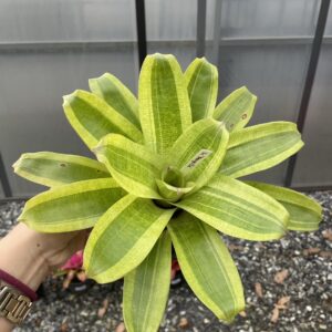 Vrisea margarita