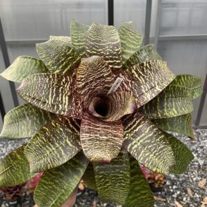 Vr.Hieroglypica hybrid