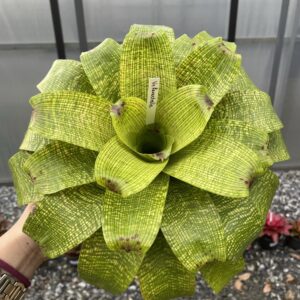 Vr.Fenestralis