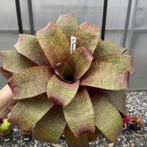 Vr.Fenestralis hybrid