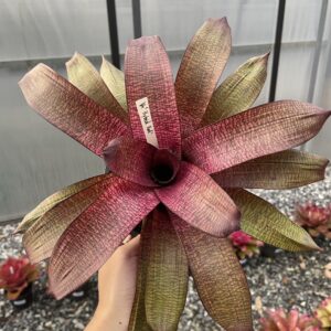 Vrisea hybrid red