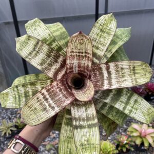 Vr.Fosteriana