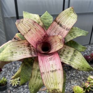 Vr.Red chesnut mutation