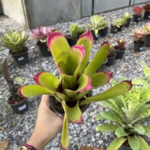 Neo.Bahiana