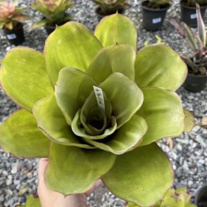 Ae. Star of Linda