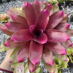 Neo.Garnada hybrid