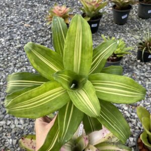 Nidularium_Bahia variegata