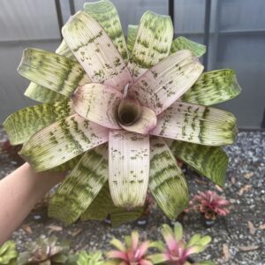 Vrisea fosteriana