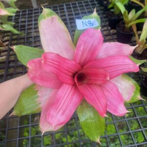 Neo.pink debbie
