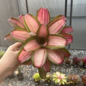 Neo.Samsara