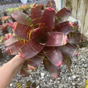 Neo.Hanibal lector x foster pink