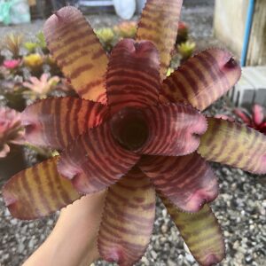 Neo.Red Tiger