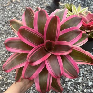 Neo.Cereza