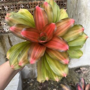 Neo.Orange glow