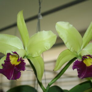 Blc Greenwich