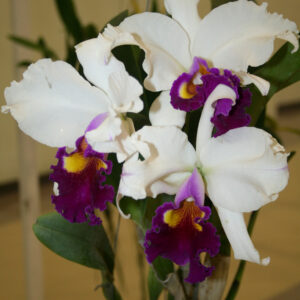 Blc Memoria Boon Klong