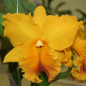 Blc Memoria Srivilas Gold