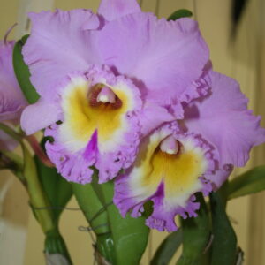 Blc Pakchong Pink